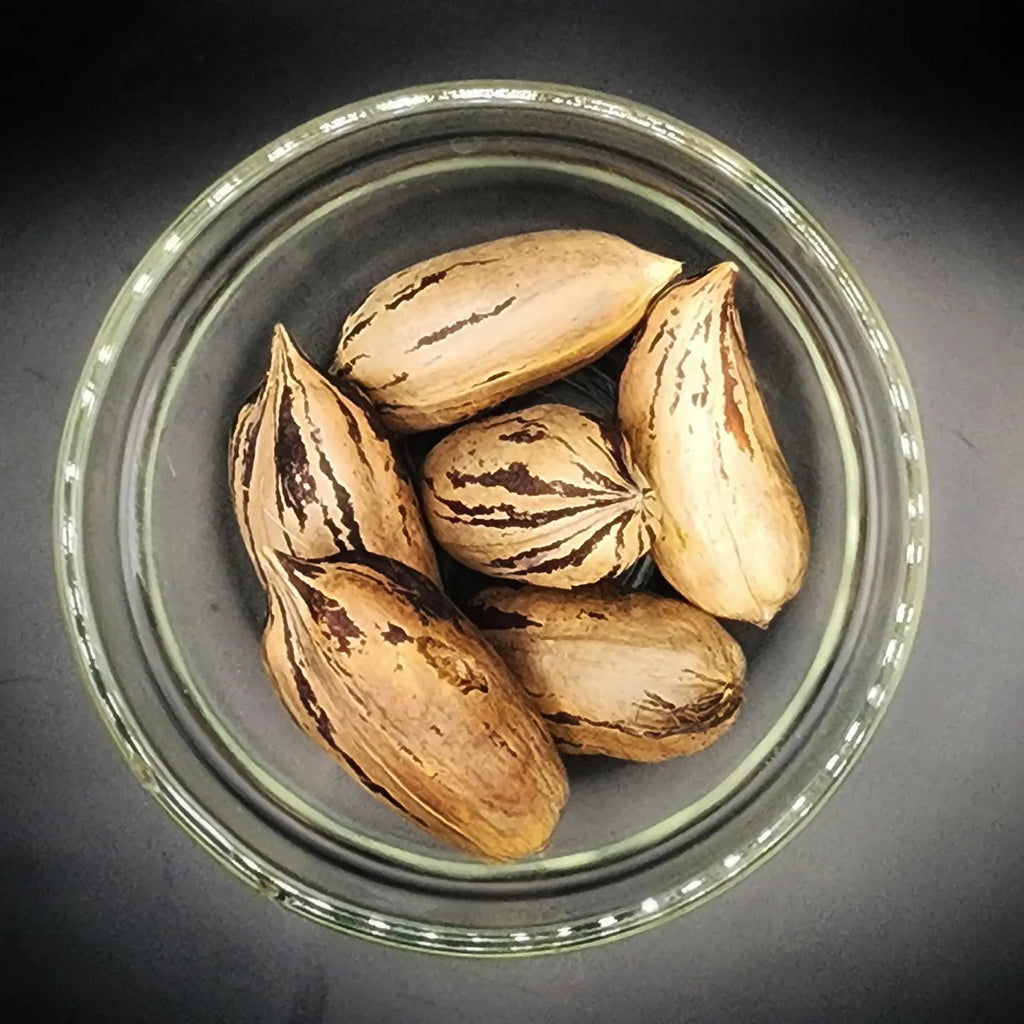 Premium Organic Pecans in Shell (Mahan & Western Schley) AZSoapworks